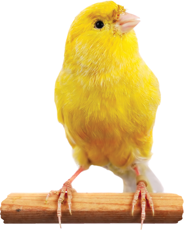 Canario