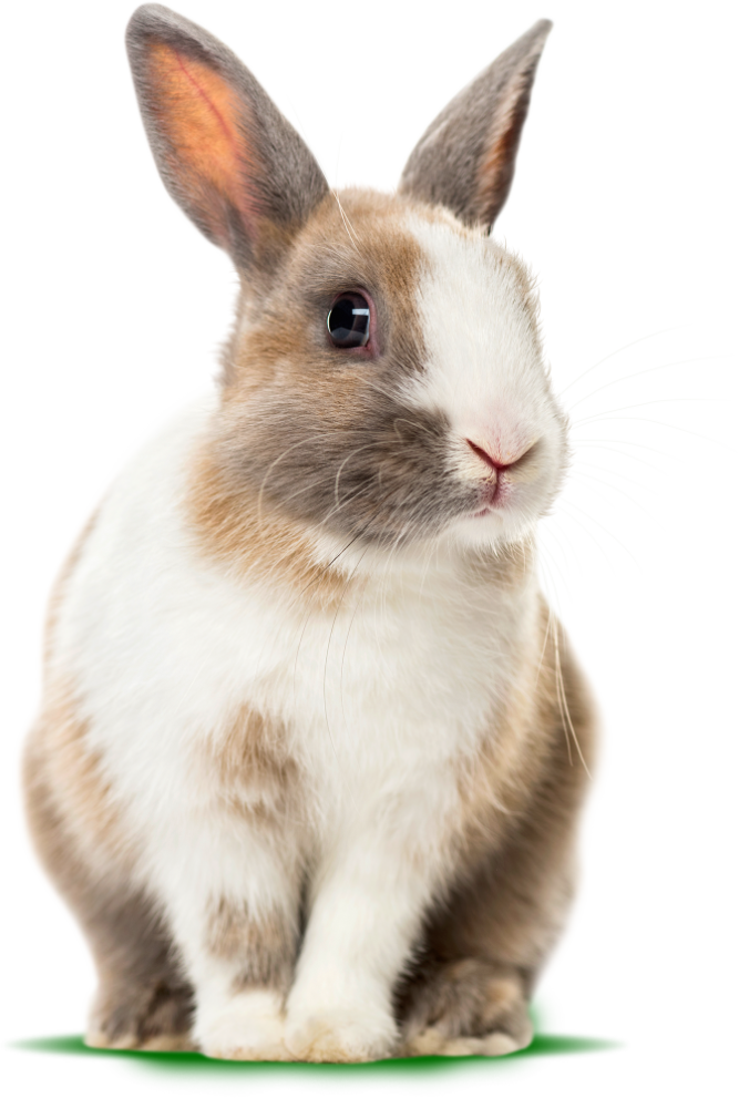 Conejo